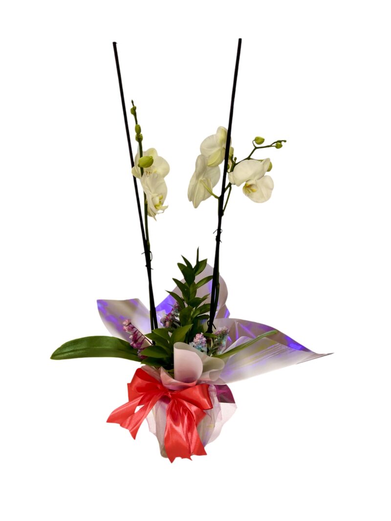 Orquidea Aura Floral