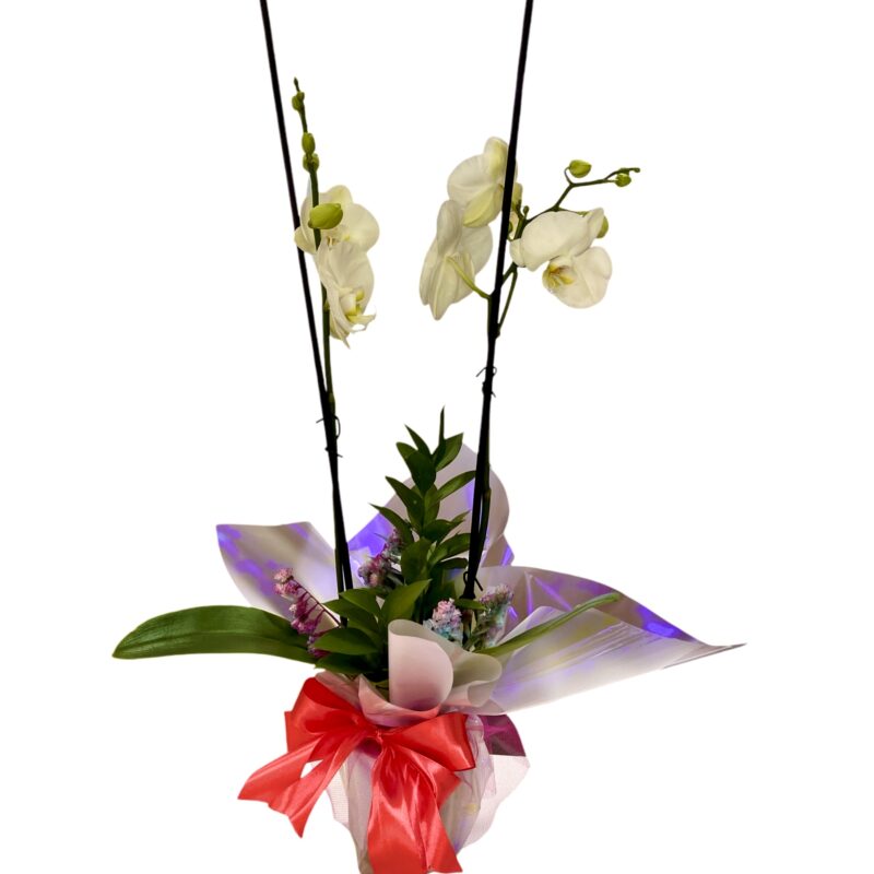 Orquidea Aura Floral
