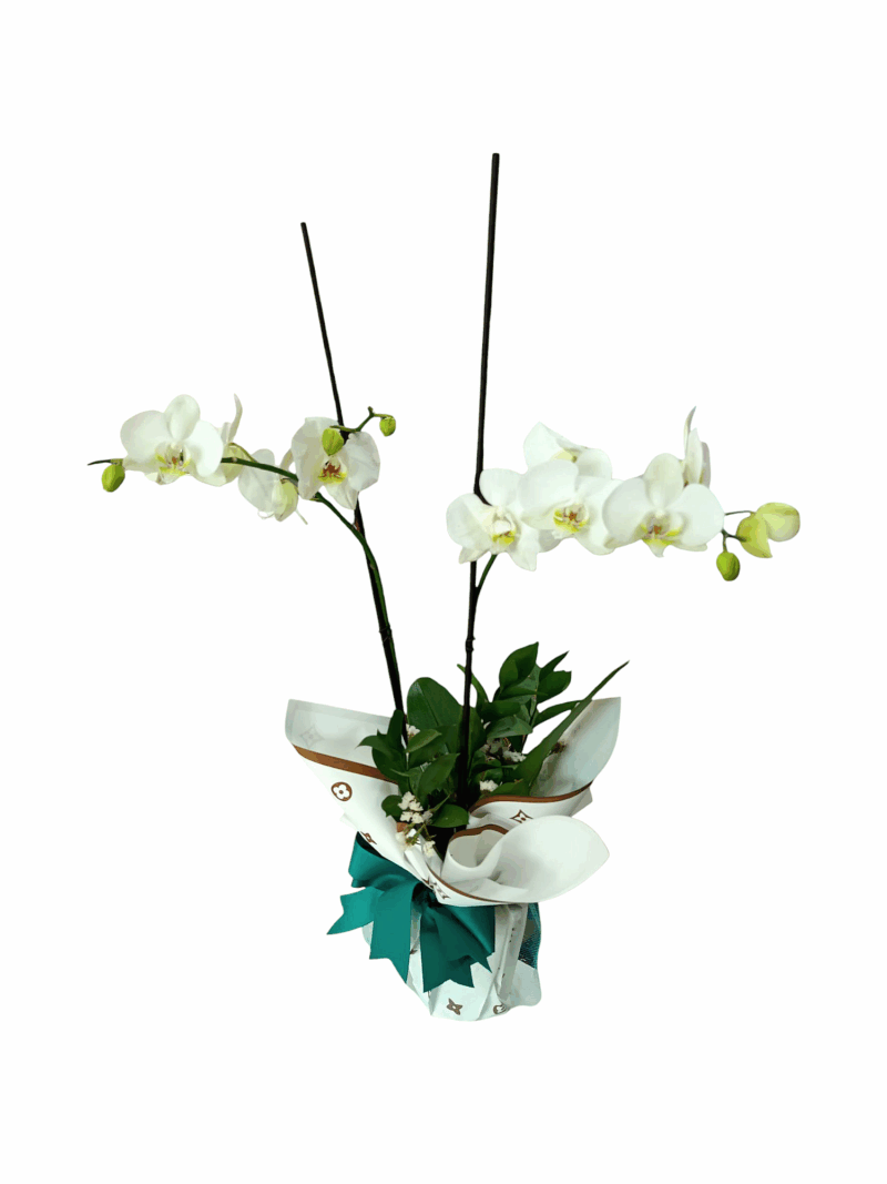 Orquídea Encanto de Nieve