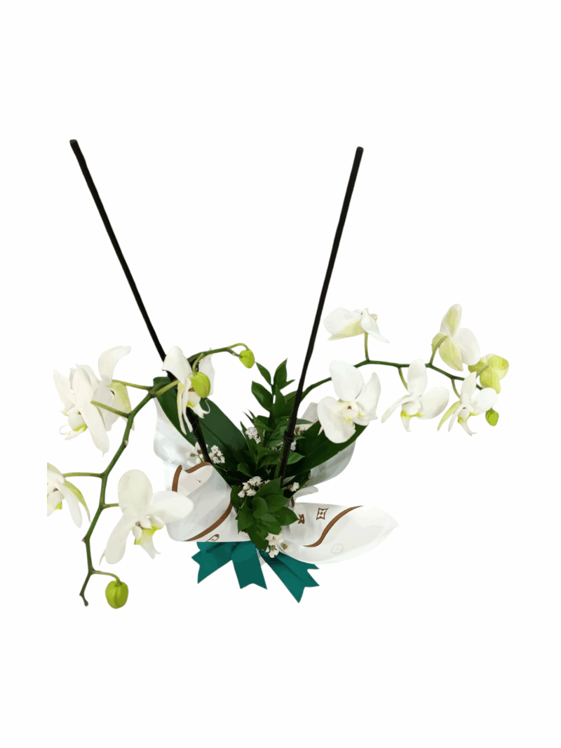 Orquídea Encanto de Nieve
