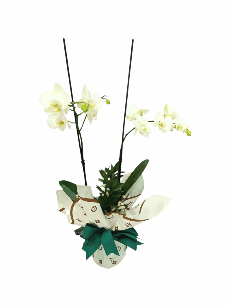 Orquídea Encanto de Nieve