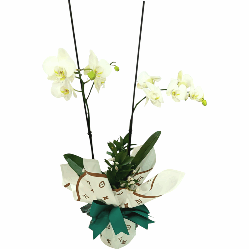 Orquídea Encanto de Nieve