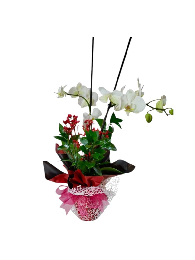 Orquídea Dúo Encantado