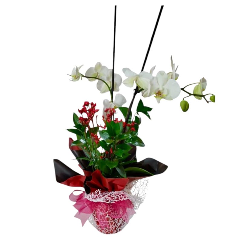 Orquídea Dúo Encantado