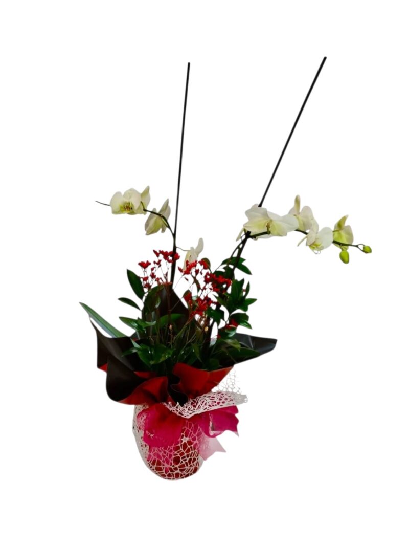Orquídea Dúo Encantado