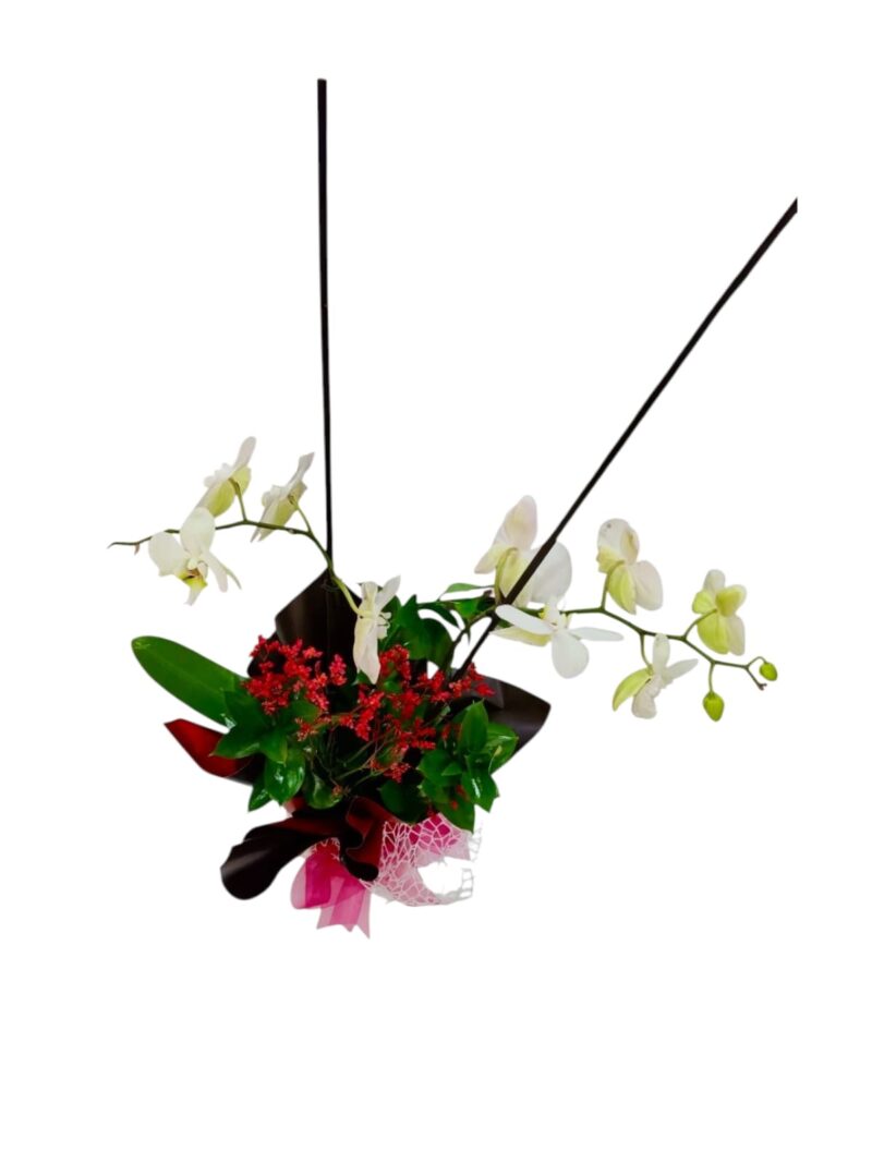Orquídea Dúo Encantado