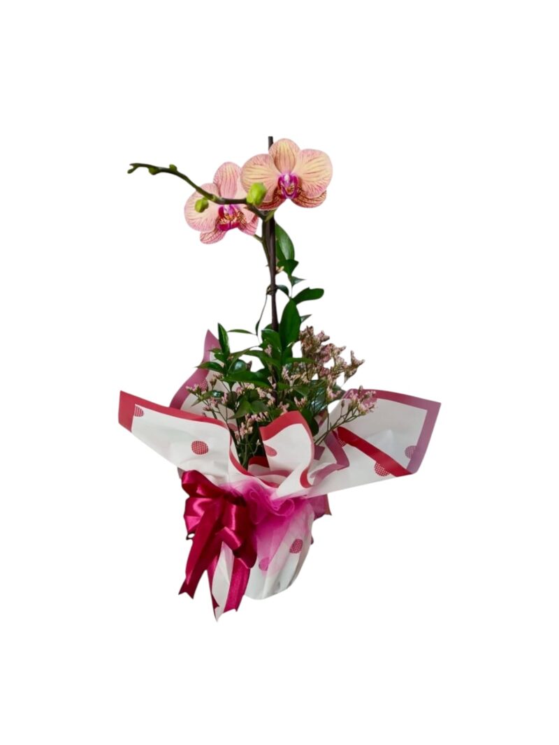 Orquídea Toque Romántico