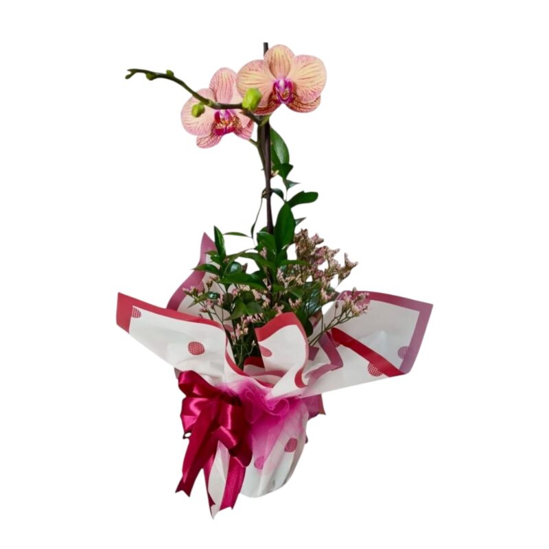 Orquídea Toque Romántico