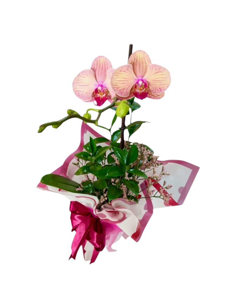 Orquídea Toque Romántico