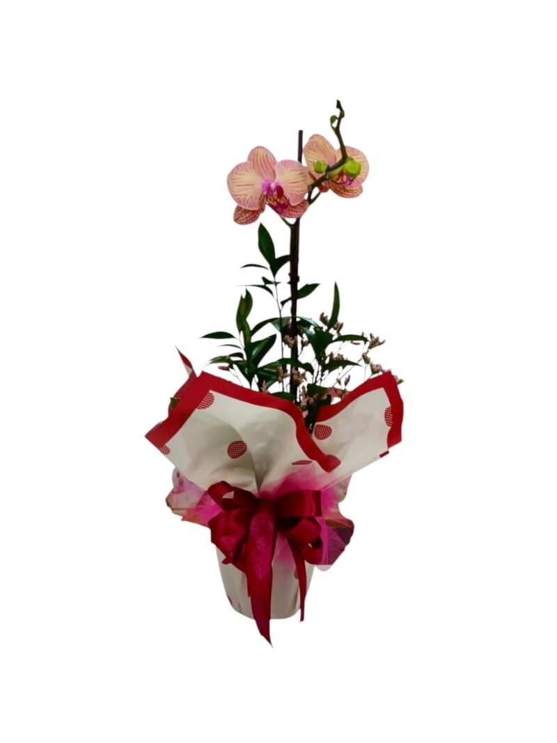 Orquídea Toque Romántico