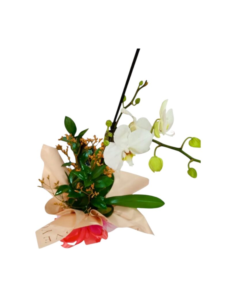 Orquídea Dulce Gratitud