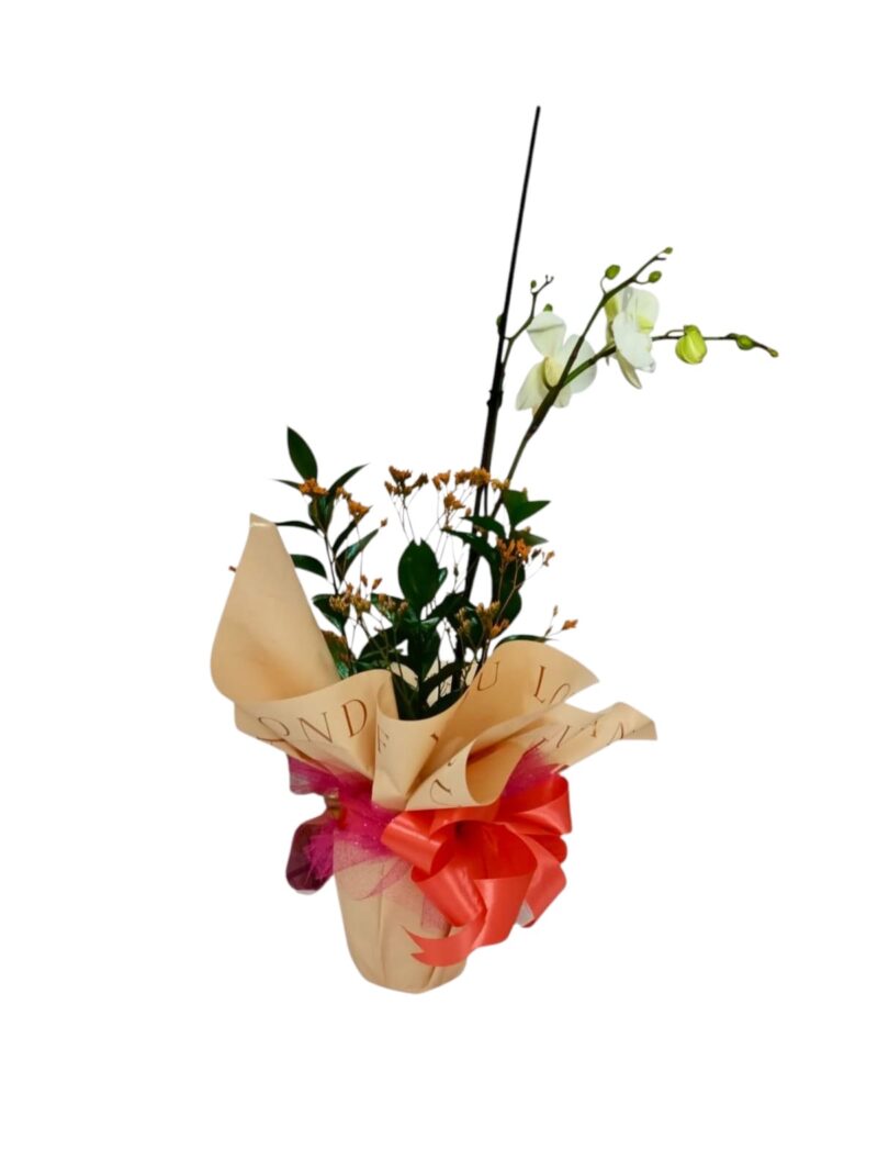 Orquídea Dulce Gratitud