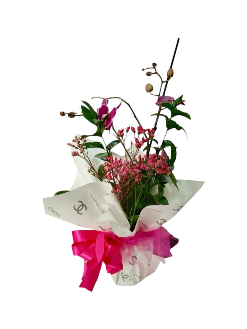 Orquídea Alta Moda