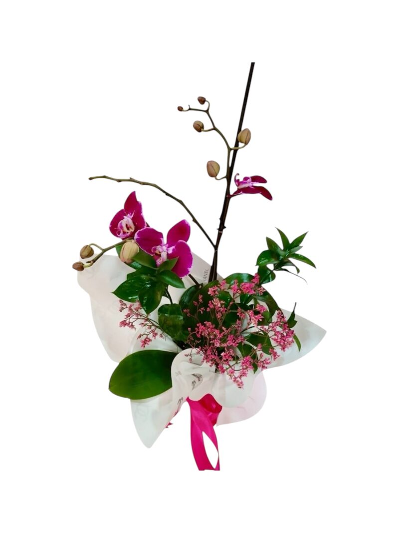 Orquídea Alta Moda