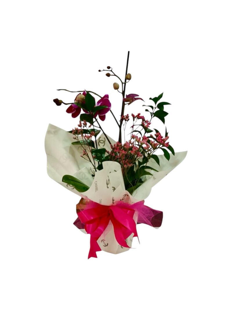 Orquídea Alta Moda