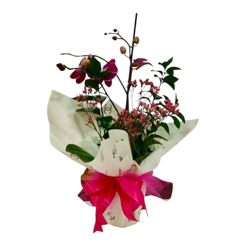 Orquídea Alta Moda