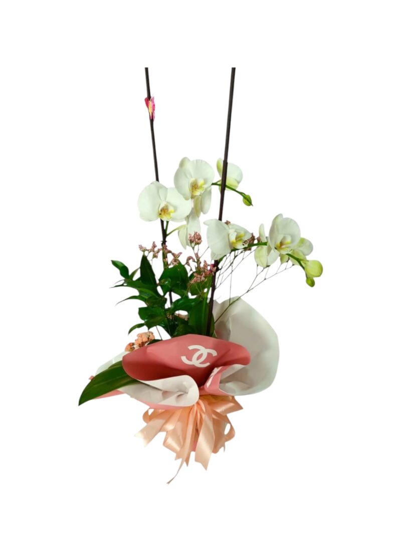 Orquídea Perla Chanel