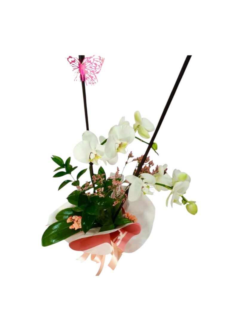 Orquídea Perla Chanel