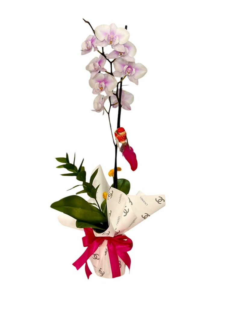 Orquidea Suspiro de Primavera