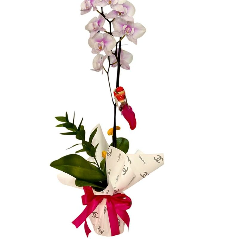 Orquidea Suspiro de Primavera