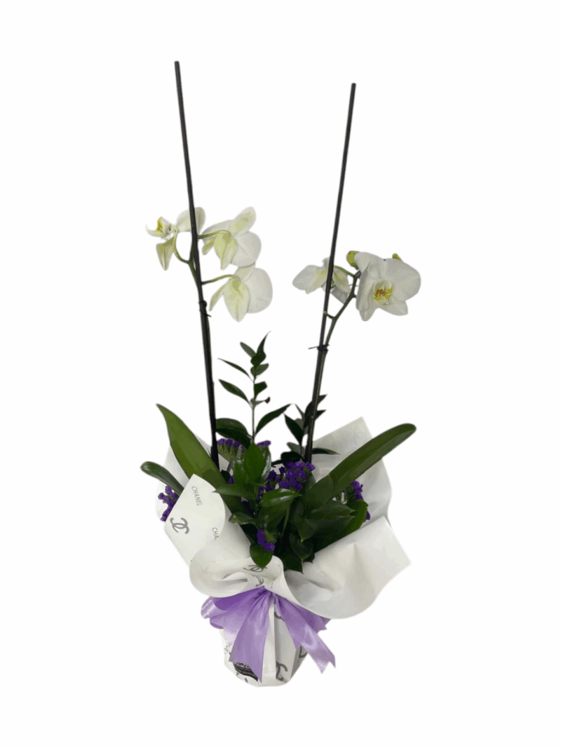 Orquidea Doble Encanto
