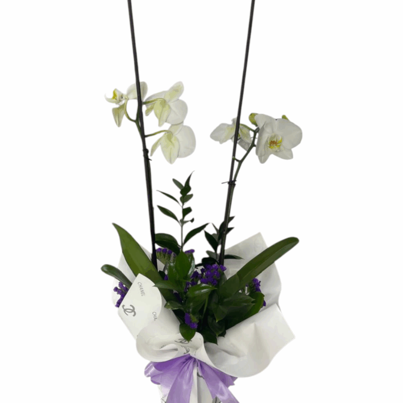 Orquidea Doble Encanto